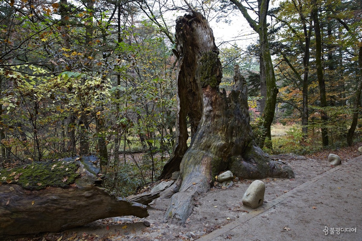 오대산 월정사 전나무숲길에 있는 쓰러진 전나무 고목