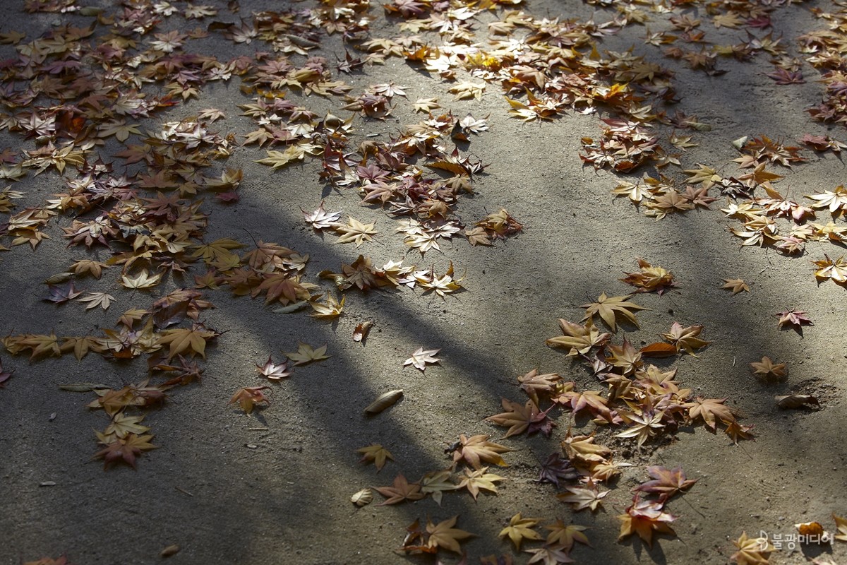 가을과 겨울의 길목, 서울 길상사에 떨어진 낙엽